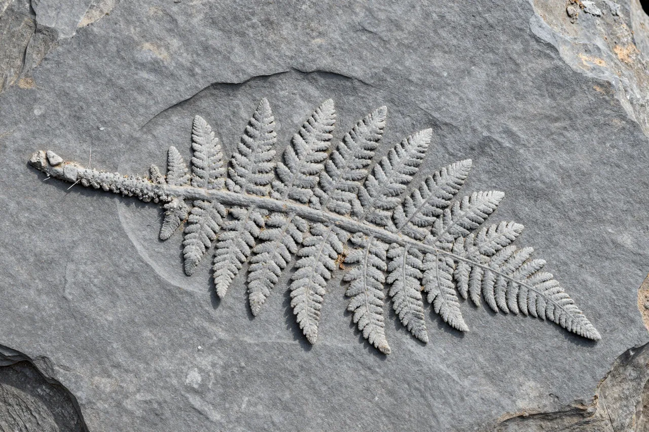 Detailed fern fossil imprint embedded in a flat piece of gray split shale rock