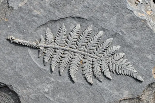Detailed fern fossil imprint embedded in a flat piece of gray split shale rock
