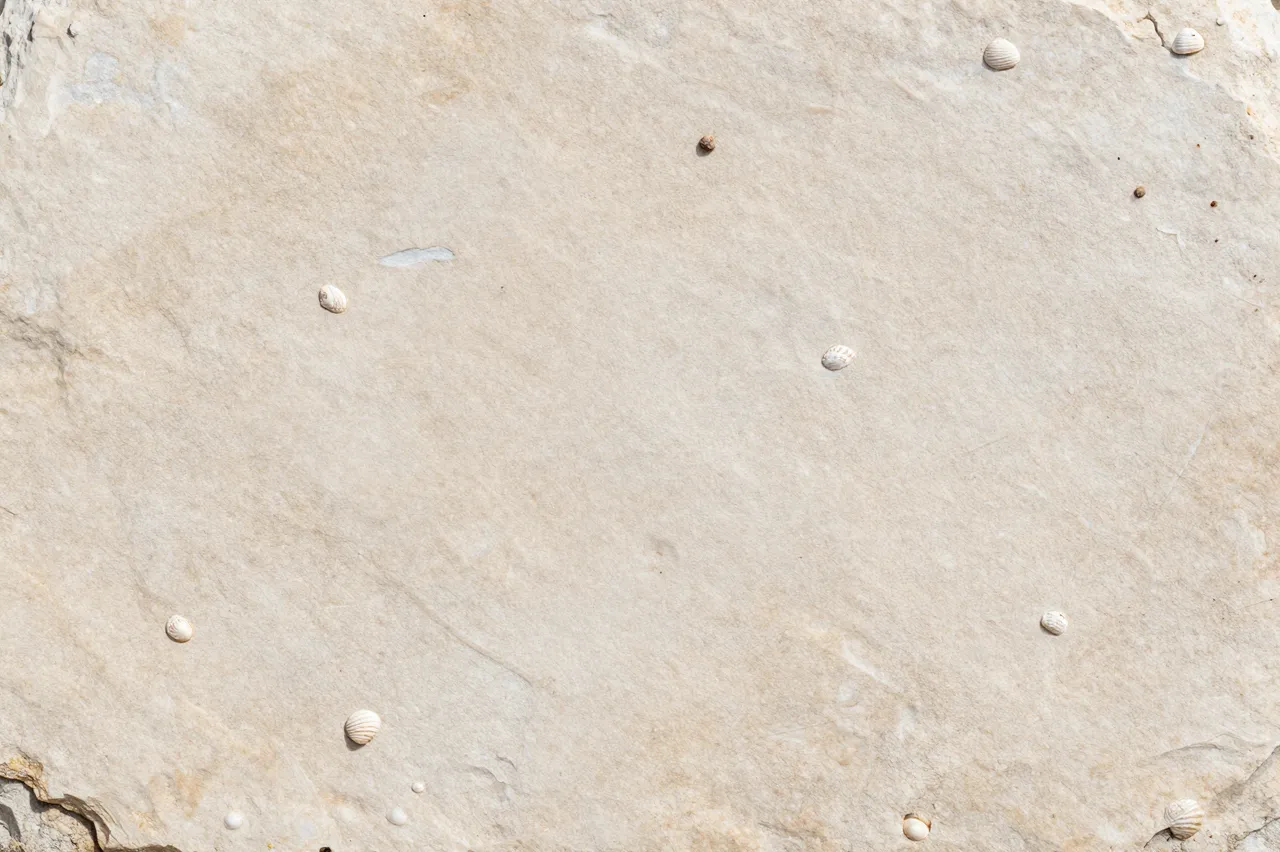 Close-up full frame view of pale limestone embedded with tiny scattered fossil shell details