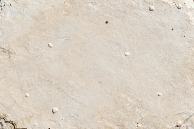 Close-up full frame view of pale limestone embedded with tiny scattered fossil shell details