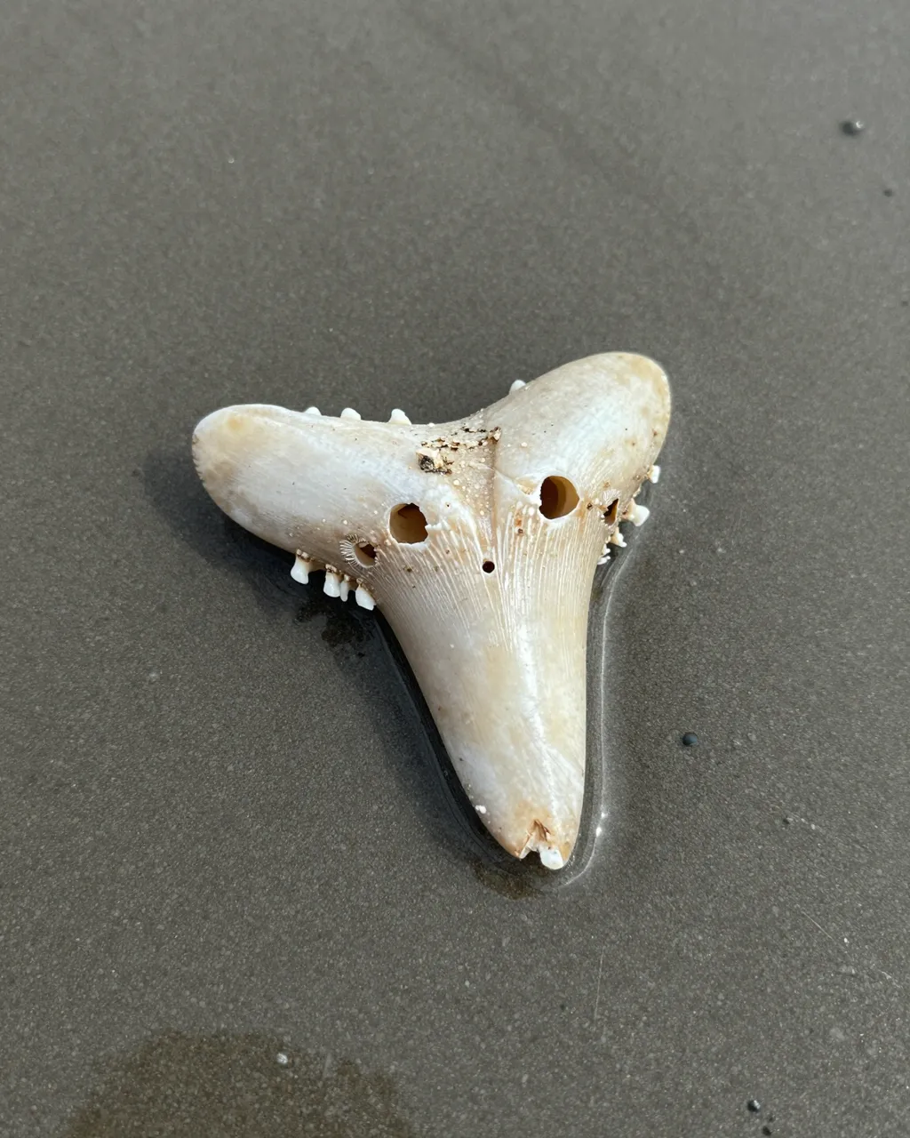 A weathered fossilized shark tooth rests on smooth dark wet beach sand at the tide line
