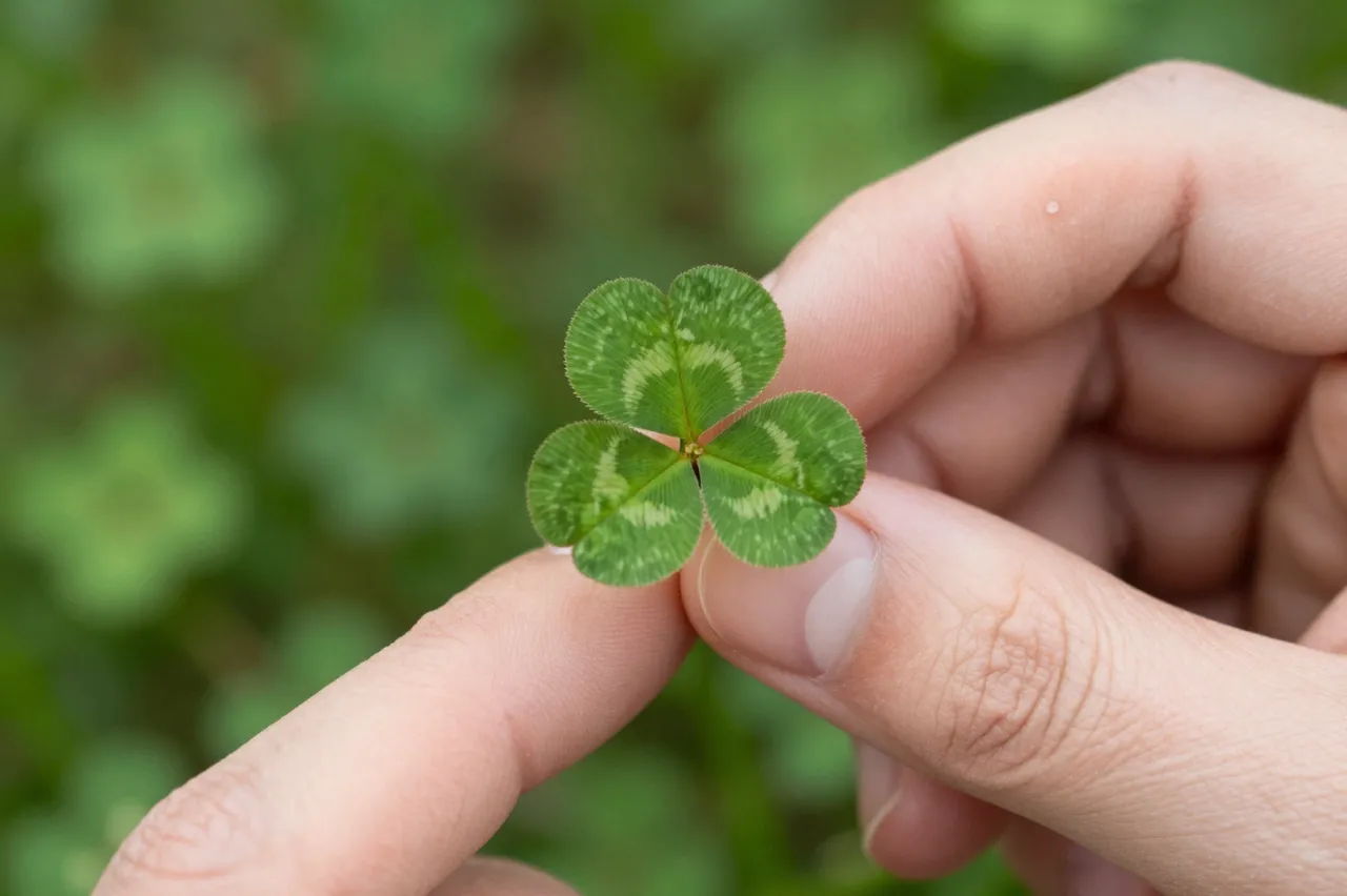 Adult fingertips gently hold a patterned four-leaf clover above a blurred green clover meadow.