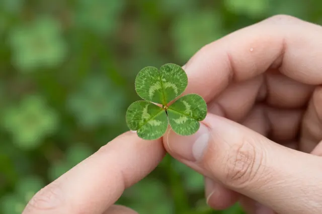 Adult fingertips gently hold a patterned four-leaf clover above a blurred green clover meadow.