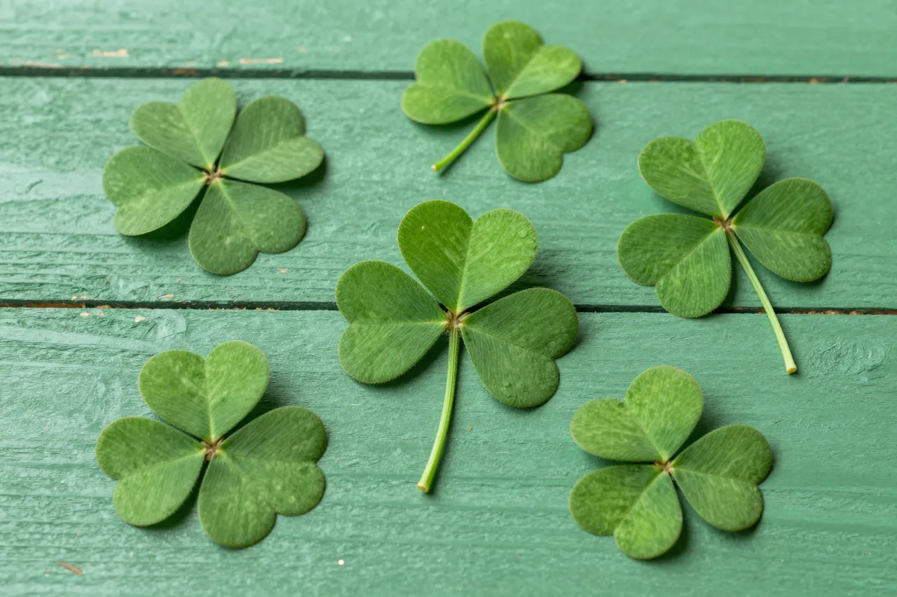 Top view of several four-leaf clover shamrocks arranged on a weathered green painted wooden table surface.