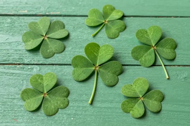 Top view of several four-leaf clover shamrocks arranged on a weathered green painted wooden table surface.