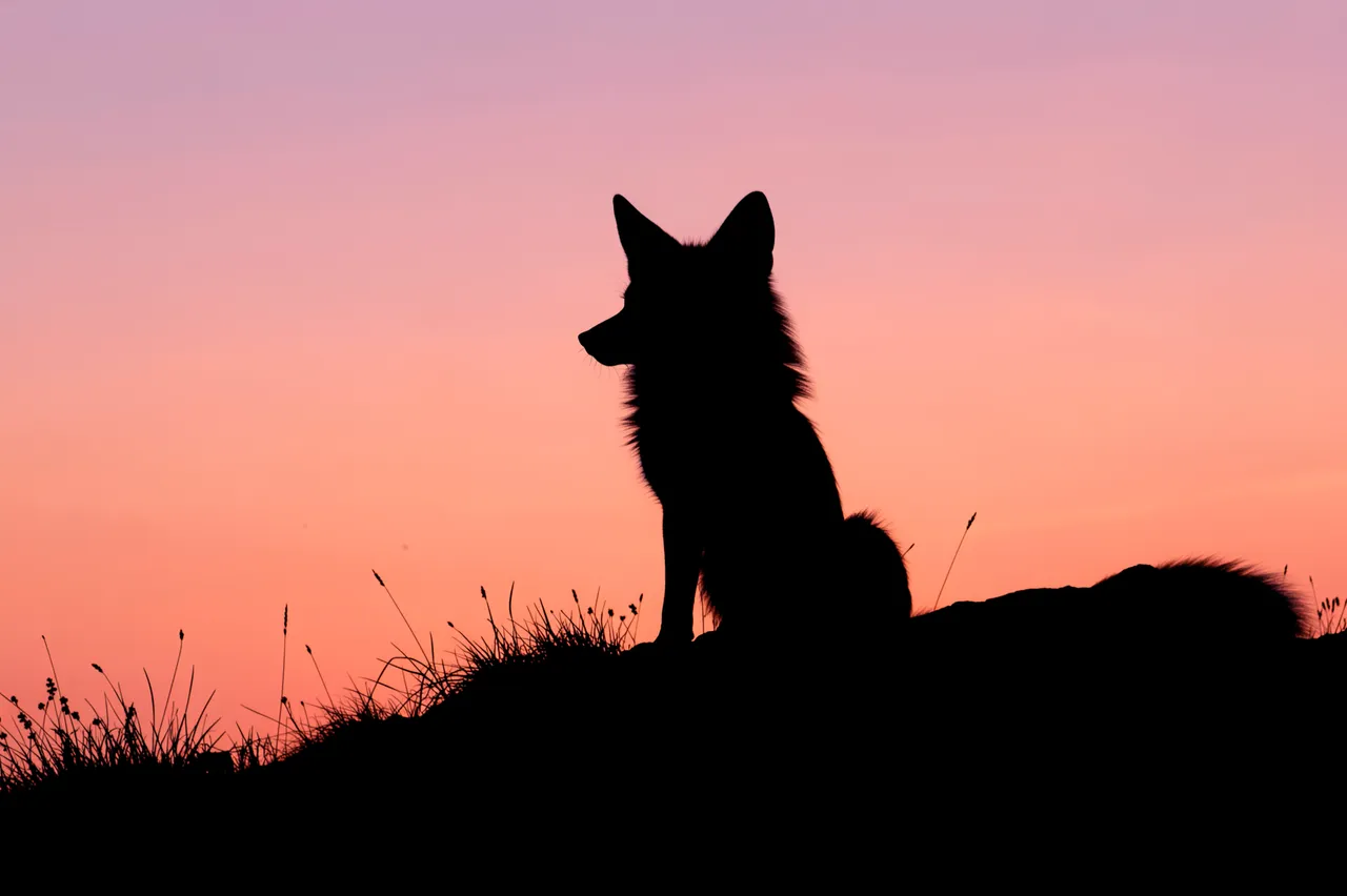 Black fox silhouette sitting on a grassy hillside against a soft rosy pink and orange dawn sky