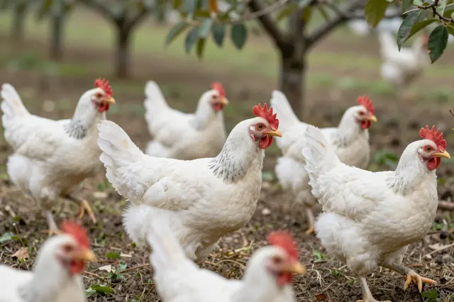 A group of white free range chickens stand and roam on the ground of a fruit tree orchard