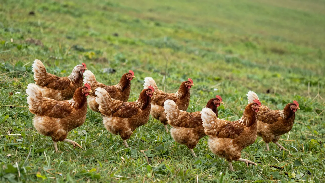 A flock of brown free range hens walking across a green grassy farm hillside.