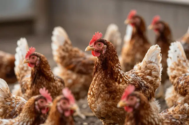 A group of brown and white hens stand and peck in a sunlit farmyard with soft blurred background.