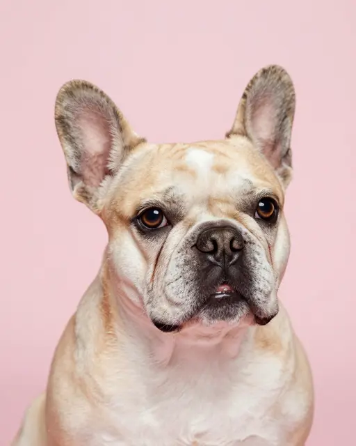 A close-up studio portrait of a cream French bulldog with upright ears against a soft pastel pink backdrop