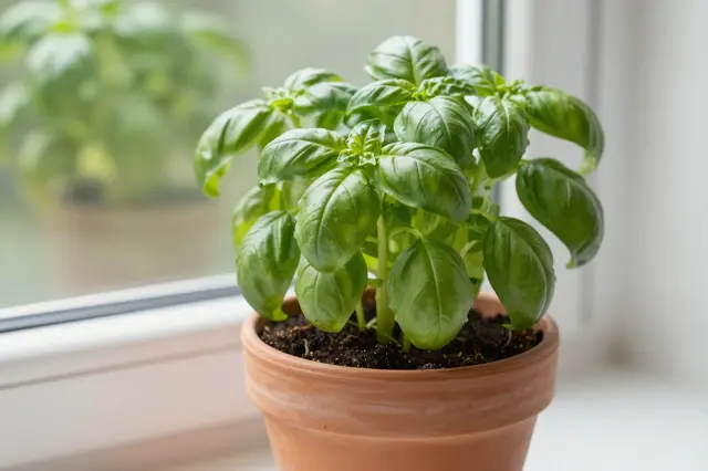 A lush fresh basil plant grows in a terracotta pot placed on a bright windowsill