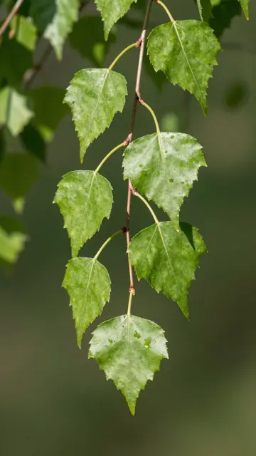 Sunlit fresh green birch leaves hang from a slender twig against a soft blurred dark green background