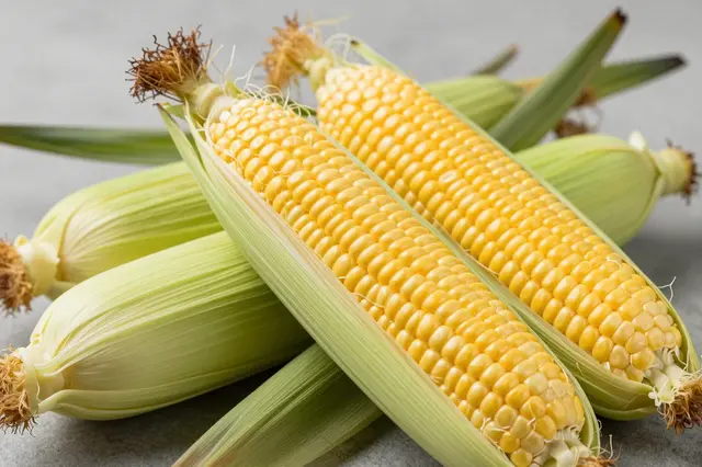 Two husked fresh corn cobs sit with whole unhusked ears on a smooth gray surface
