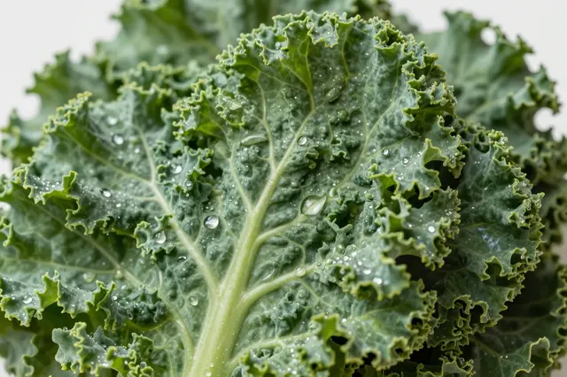 Close-up of fresh curly kale leaves dotted with clear water droplets against a pale neutral background