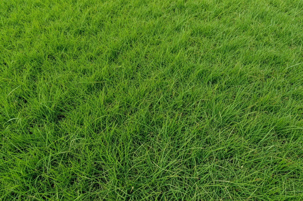 Top-down full frame view of dense, vibrant fresh green grass covering the entire frame