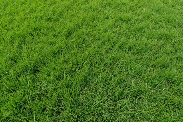 Top-down full frame view of dense, vibrant fresh green grass covering the entire frame