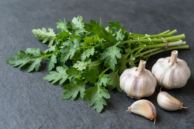 Bunch of fresh green herbs and whole and peeled garlic arranged on a dark slate surface with left-side copy space