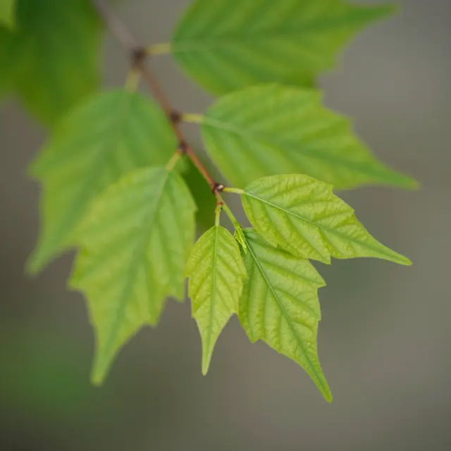 Close-up macro view of tender new green leaves unfurling on a thin brown branch against a soft blurred background