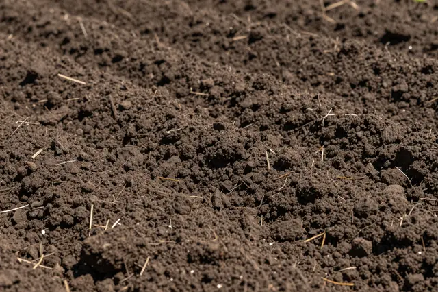 Close-up full frame view of freshly tilled dark loam soil with scattered dry plant stubble fragments