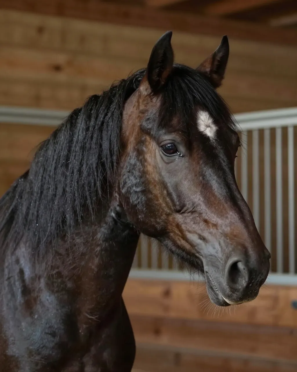 Dark brown Friesian horse with a long black mane stands inside a wooden stable