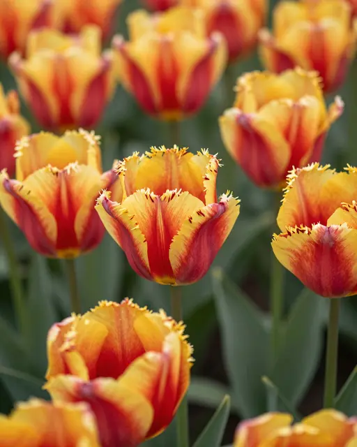 Sharp focus on ruffled fringed red and yellow flamed tulips with soft blurred background blooms