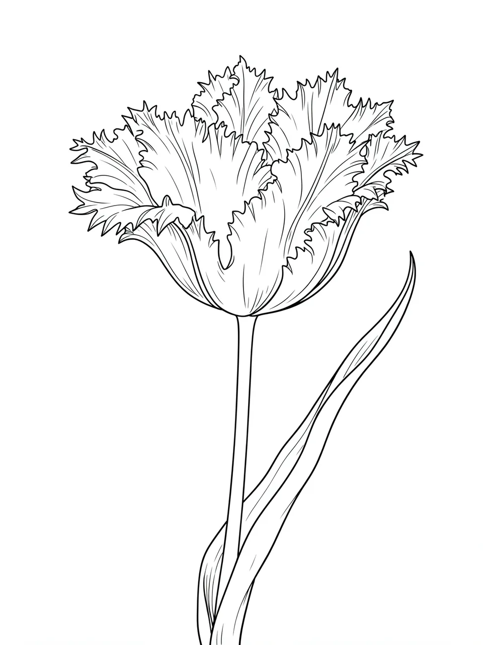 Delicate fine line drawing of a fringed tulip with frilly petal edges on a plain white background