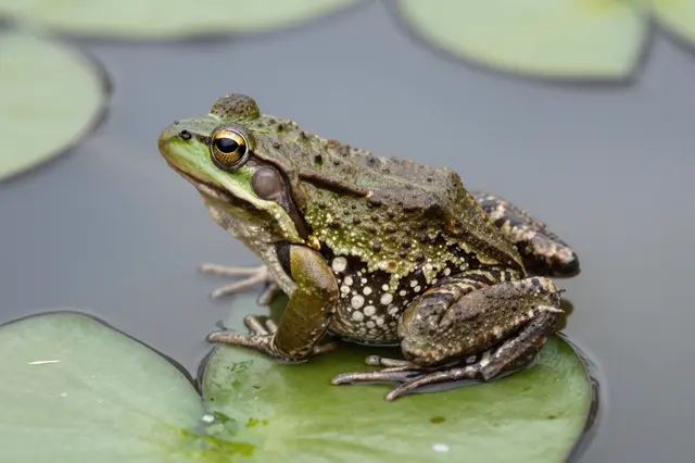 A textured green and brown frog sits perched on a broad green lily pad atop calm pond water.