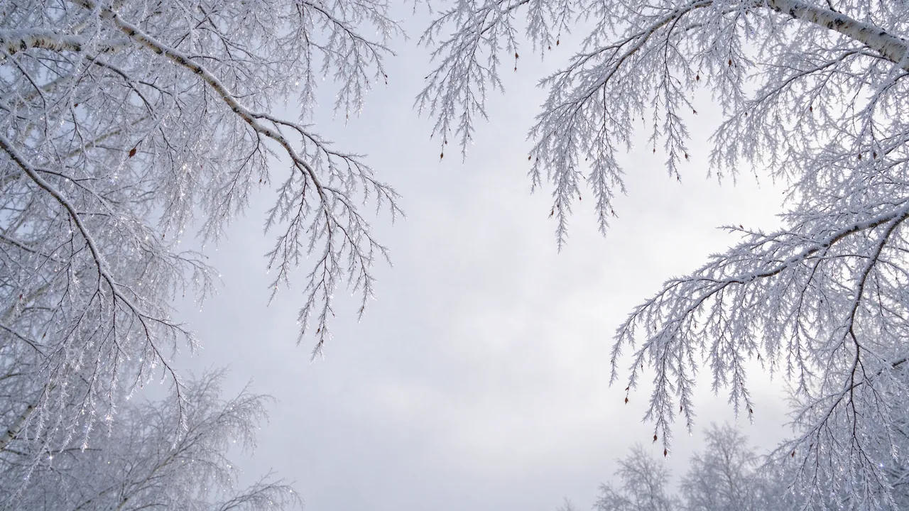 Rime-covered birch branches arch around an empty, pale misty winter sky.