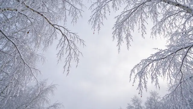 Rime-covered birch branches arch around an empty, pale misty winter sky.