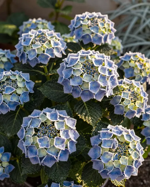 Blue hydrangea flower heads dusted with frost catch warm early morning sunlight in a winter garden.