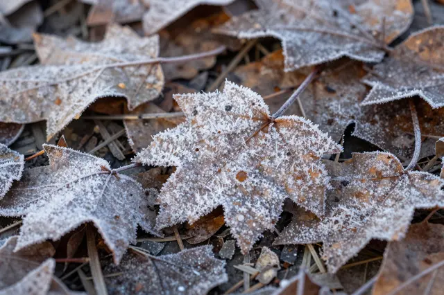 Close up macro view of frost-covered dried maple leaves resting on cold ground in winter