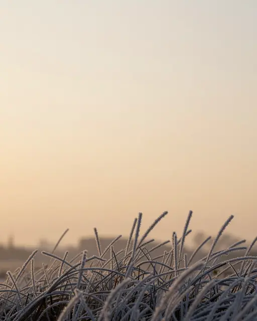 Frost-covered grass blades line the bottom edge beneath a soft pale golden dawn sky with empty copy space above.