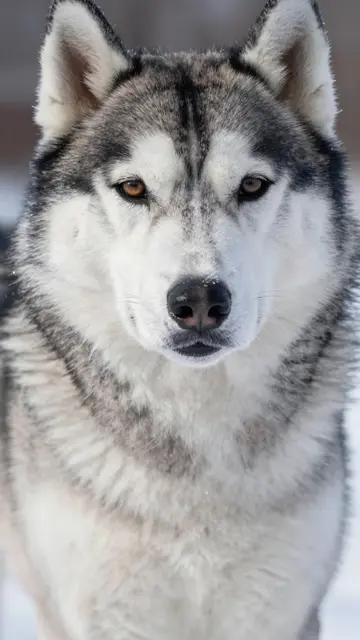 Close-up portrait of a siberian husky with light frost on its face standing in a snowy setting