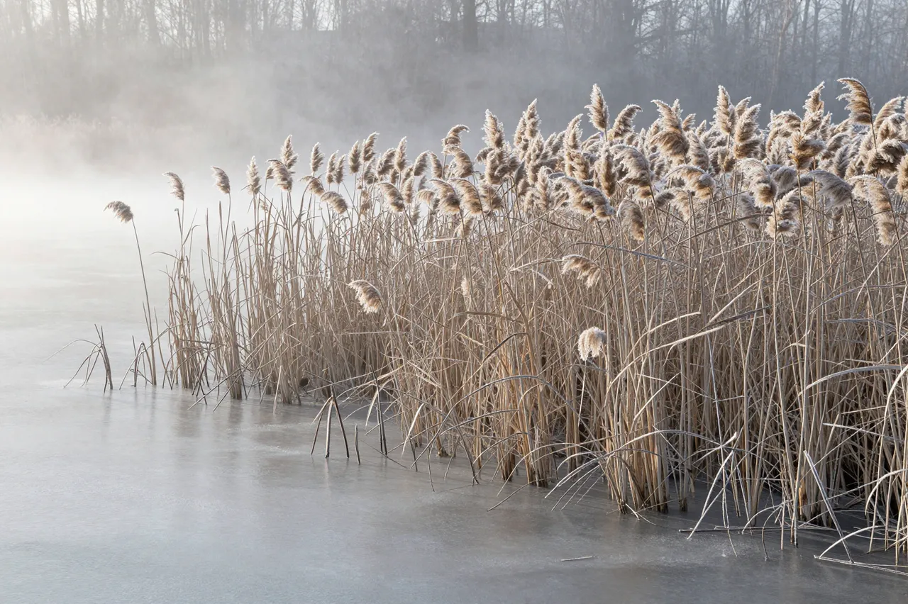 Frost-covered dry reeds line the edge of a frozen pond wreathed in soft winter morning mist