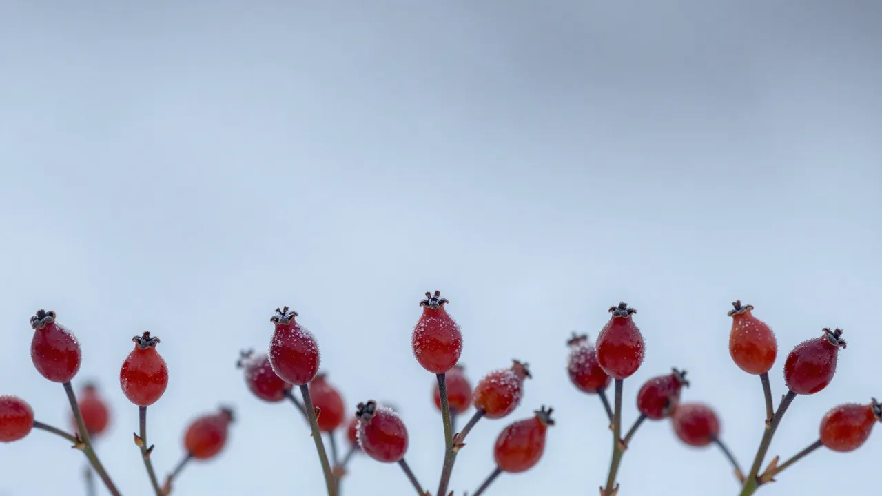 Red frosted rose hips line the bottom edge of a soft pale blue winter backdrop with empty copy space above.