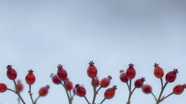 Red frosted rose hips line the bottom edge of a soft pale blue winter backdrop with empty copy space above.