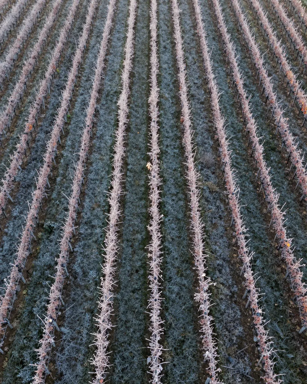 Top-down aerial view of parallel vineyard rows covered in light frost at early sunrise
