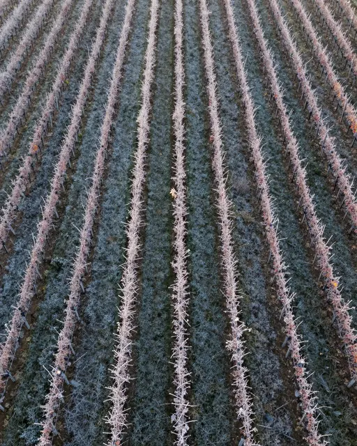 Top-down aerial view of parallel vineyard rows covered in light frost at early sunrise