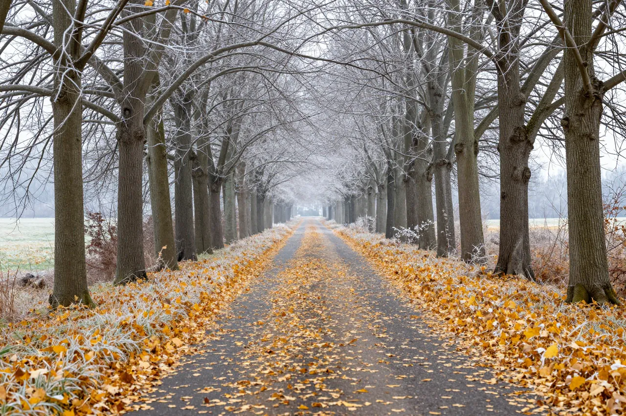 A frosty rural lane lined with bare frosted trees is covered in fallen golden autumn leaves at the start of winter.