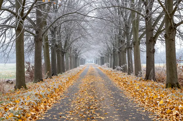 A frosty rural lane lined with bare frosted trees is covered in fallen golden autumn leaves at the start of winter.