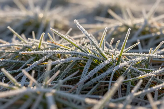 Close-up macro view of grass blades covered in tiny ice crystals glowing in soft sunrise light