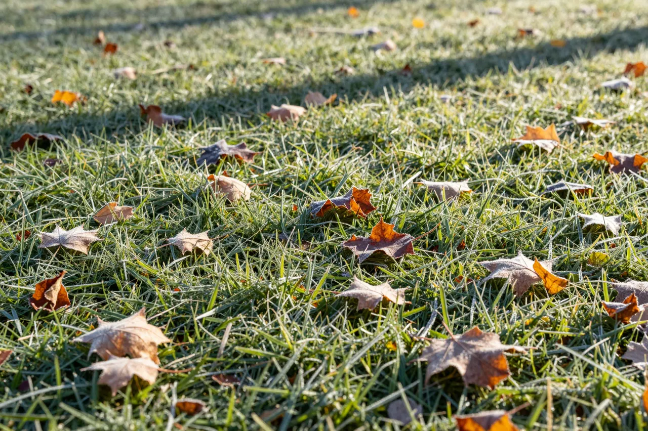 Frost dusted fallen maple leaves scattered across sunlit frosty grass in late autumn