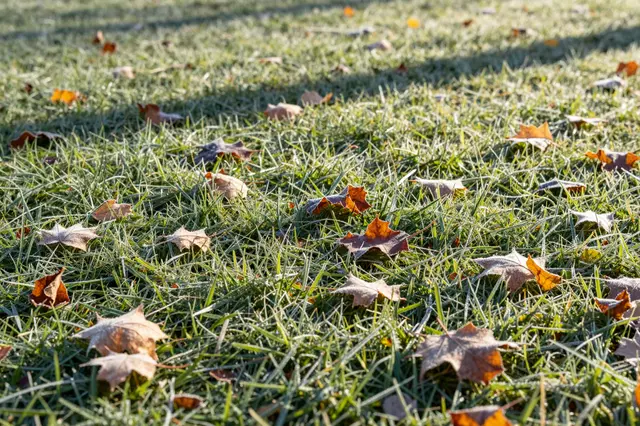 Frost dusted fallen maple leaves scattered across sunlit frosty grass in late autumn