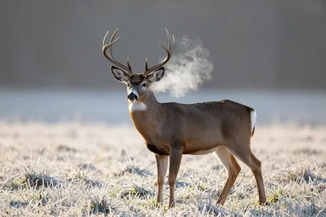A white-tailed buck with large antlers stands in a frosty meadow, visible cold breath curling beside its head at sunrise