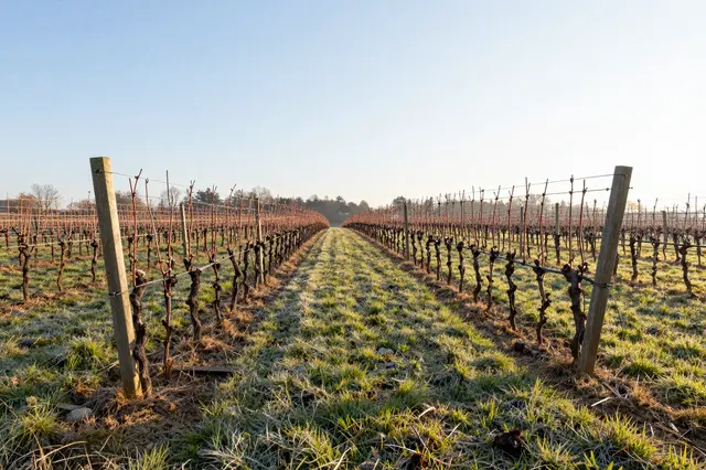 Rows of freshly pruned grapevines stretch down a frost-dusted vineyard path at sunrise