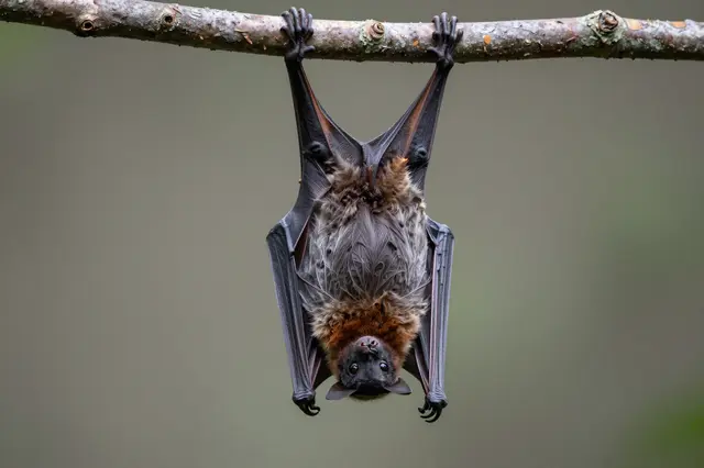 A fruit bat hangs upside down gripping a wooden branch, facing the camera against a soft blurred background.