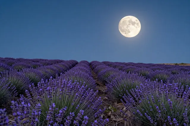 Rows of blooming lavender stretch out under a bright full moon in a deep blue night sky