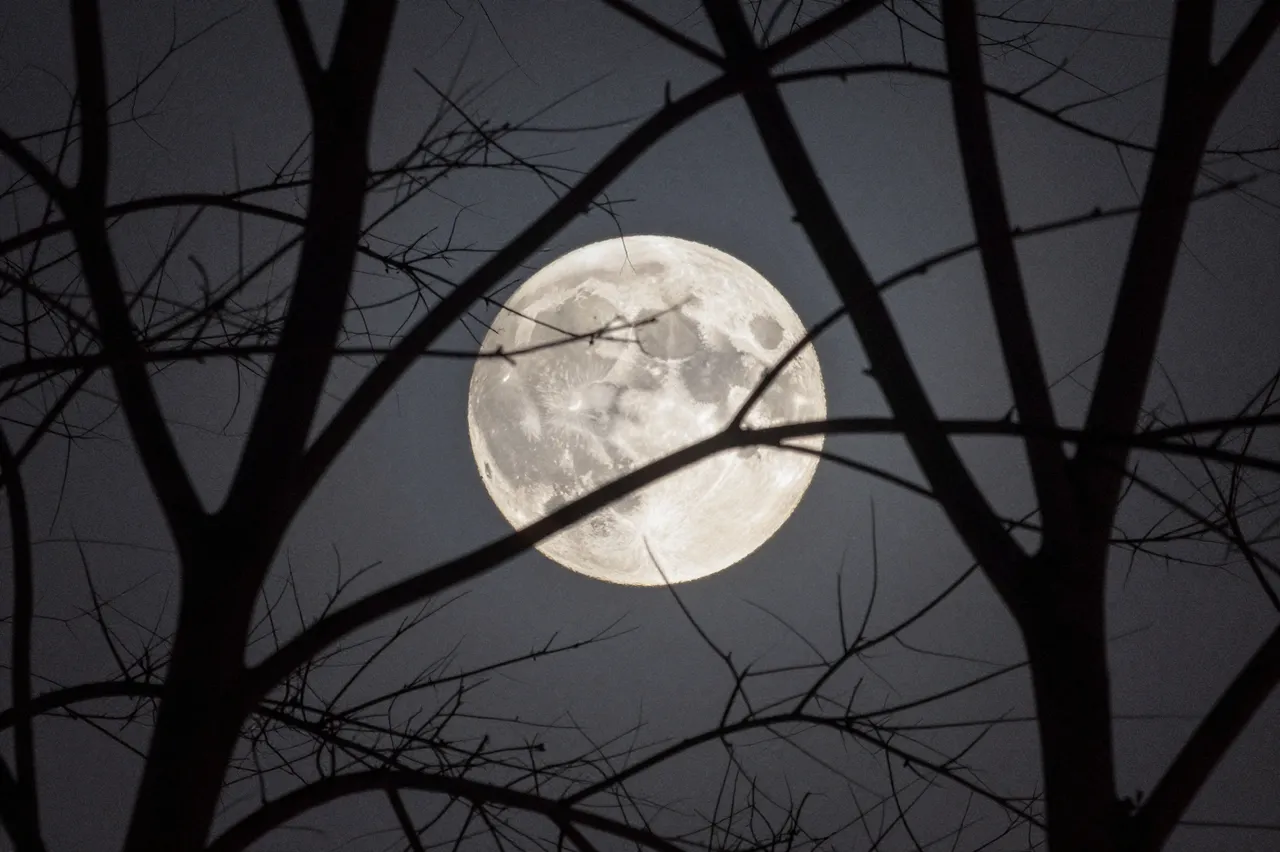 Bright full moon glows against a dark night sky, framed by silhouetted bare tree branches.