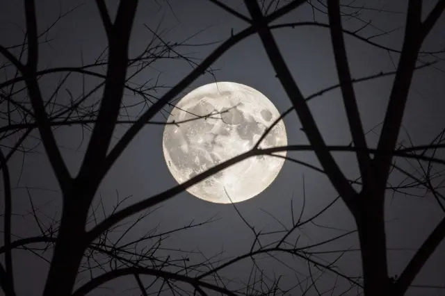 Bright full moon glows against a dark night sky, framed by silhouetted bare tree branches.