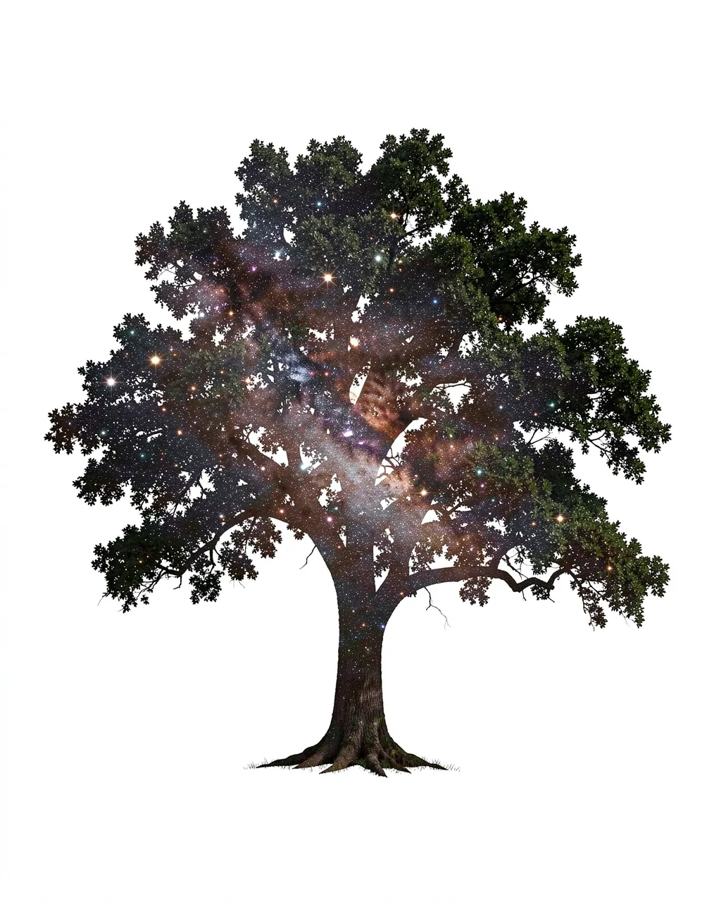 Double exposure lone oak tree filled with starry nebula against a plain white background